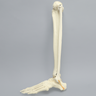 Foot and Ankle, Foam Cortical, Left