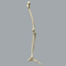 Full Leg with Three Stretch Cord Knee Ligaments