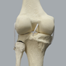 Full Leg with Three Stretch Cord Knee Ligaments