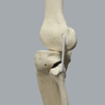 Full Leg with Three Stretch Cord Knee Ligaments