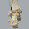 Full Leg with Three Stretch Cord Knee Ligaments