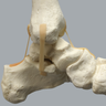 Full Leg with Three Stretch Cord Knee Ligaments