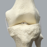 Full Leg with Three Stretch Cord Knee Ligaments