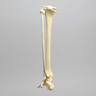 Foot and Ankle with Full Articulating Ankle Joint