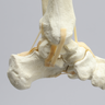 Foot and Ankle with Full Articulating Ankle Joint