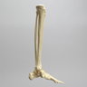 Foot and Ankle with Full Articulating Ankle Joint