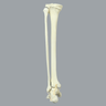 Foot and Ankle, Solid Foam, Left