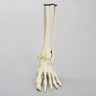 Foot and Ankle with Talar Cartilage