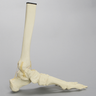Foot and Ankle with Talar Cartilage