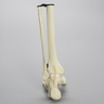 Foot and Ankle with Talar Cartilage