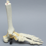 Foot and Ankle, Articulating, Foam Cortical