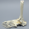 Foot and Ankle, Articulating, Foam Cortical