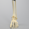 Foot and Ankle with Cavus Deformity