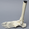 Foot and Ankle with Non-Stretch Ligaments