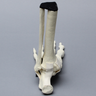 Foot and Ankle with Non-Stretch Ligaments