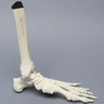 Foot and Ankle with Non-Stretch Ligaments