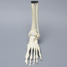 Foot and Ankle with Non-Stretch Ligaments
