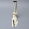 Foot and Ankle with Ligaments, Solid Foam