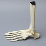 Foot and Ankle with Ligaments, Solid Foam