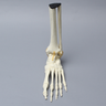 Foot and Ankle with Ligaments, Solid Foam
