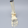Foot and Ankle, Articulating, Solid Foam