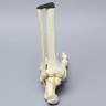 Foot and Ankle, Articulating, Solid Foam