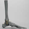 Foot and Ankle, Radiopaque