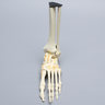 Foot and Ankle with Lisfranc and Cuboid Fractures