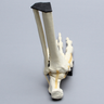 Foot and Ankle with Lisfranc and Cuboid Fractures
