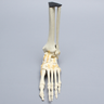 Foot and Ankle with Lisfranc and Cuboid Fractures