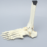 Foot and Ankle with Malleolar Fractures