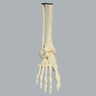 Foot and Ankle, Solid Foam, Right