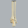 Foot and Ankle, Solid Foam, Right