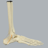 Foot and Ankle, Solid Foam, Right