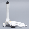 Foot and Ankle, Solid White Plastic, Left
