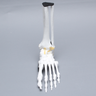 Foot and Ankle, Solid White Plastic, Left