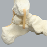 Foot and Ankle with Distal Tibia & Fibula, Solid Foam, Left