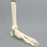 Foot and Ankle with Distal Tibia & Fibula, Solid Foam, Left