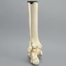 Foot and Ankle with Distal Tibia & Fibula, Solid Foam, Left