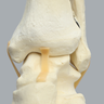 Foot and Ankle with Distal Tibia & Fibula, Solid Foam, Left