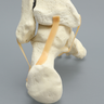Foot and Ankle with Distal Tibia & Fibula, Solid Foam, Left