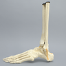 Foot and Ankle with Distal Tibia & Fibula, Solid Foam, Left