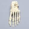 Foot, Solid Foam, Left, with Articulating Talus and Calcaneus