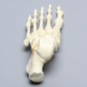 Foot, Solid Foam, Left, with Articulating Talus and Calcaneus