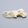 Foot, Solid Foam, Left, with Articulating Talus and Calcaneus