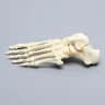 Foot, Solid Foam, Left, with Articulating Talus and Calcaneus