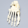 Foot, Articulated, Solid Foam, Right
