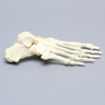 Foot, Articulated, Solid Foam, Right