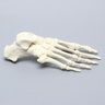 Foot, Solid Foam, Right