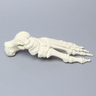 Foot, Solid Foam, Left, Assembled Foot Bones